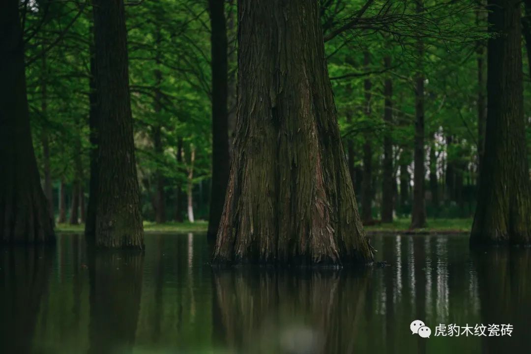 最强科普：装修为什么用木纹砖，不用木地板